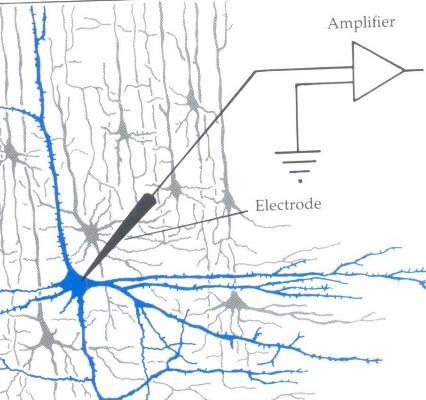 Neuronal Recording Techniques Electrode can be affine wire; or a salt filled capillary electrode.