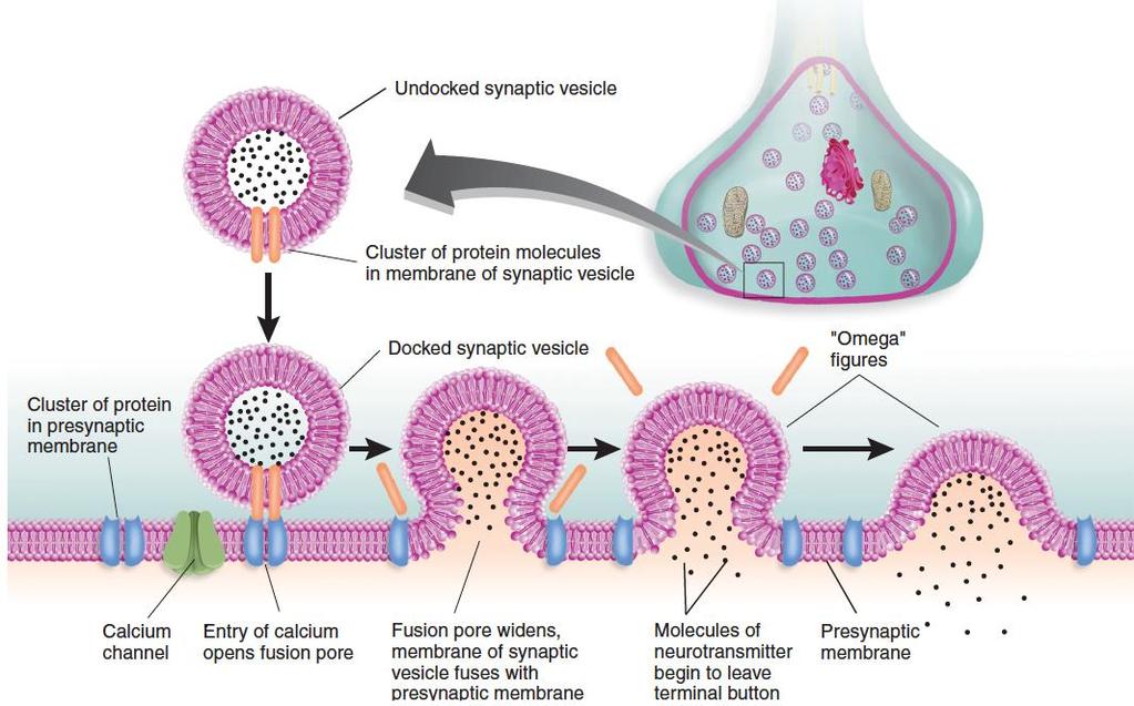 1. The process begins when a population of synaptic vesicles become docked against the presynaptic membrane, ready to release their neurotransmitter into the synaptic cleft. 4.