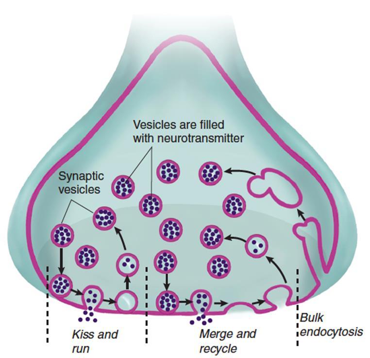 Recycling of the membrane Release of NT Kiss and run These synaptic vesicles release most or all of their neurotransmitter, the fusion pore closes, and the vesicles break away from the presynaptic