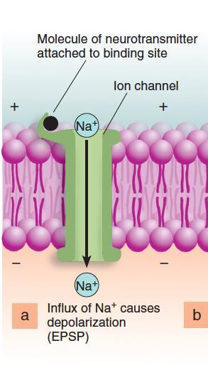 Postsynaptic potentials The neurotransmitter-dependent sodium channel is the most important source of excitatory postsynaptic potentials.
