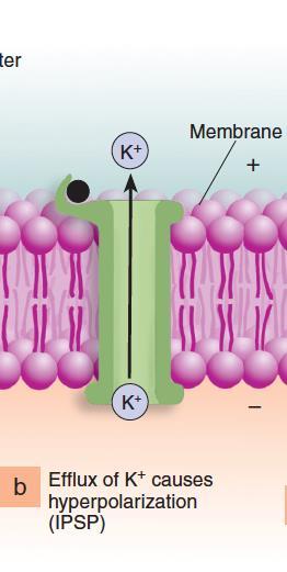 Postsynaptic potentials When potassium channels are open, they hyperpolarize the membrane, producing an inhibitory postsynaptic potential (IPSP).