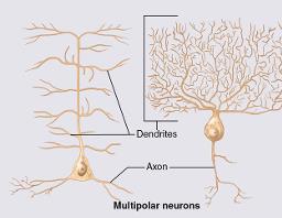 The more synapses a neuron has, the greater its information-processing capability.
