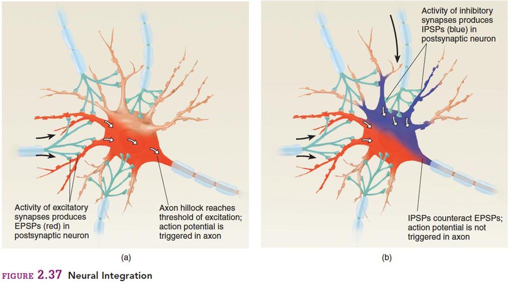 The release of the neurotransmitter produces depolarizing EPSPs in the dendrites of the neuron.