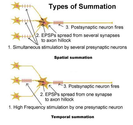 Spatial summation. This occurs when EPSPs from several synapses add up to threshold at the axon hillock.