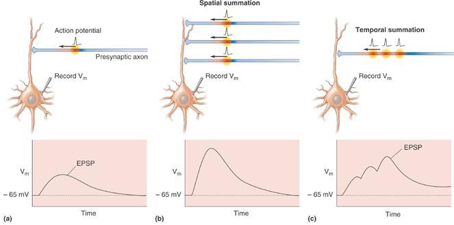 Principles of Synaptic Integration EPSP Summation Allows for neurons to perform sophisticated computations Integration: EPSPs added together to produce significant postsynaptic depolarization Spatial