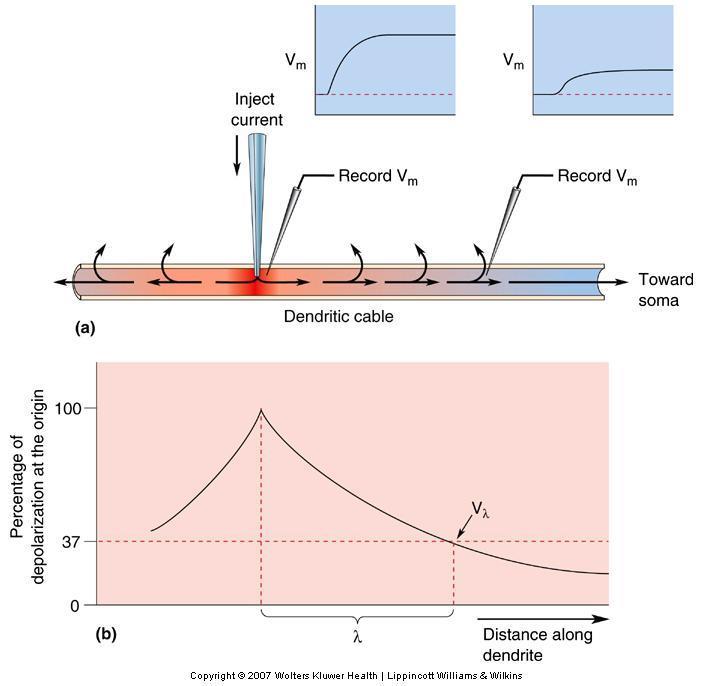 The Contribution of Dendritic Properties to Synaptic Integration Dendrite as a straight cable : EPSPs have to travel down to spike-initiation zone to generate action potential Membrane depolarization