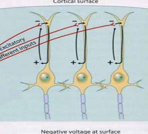 Summation of post synaptic potentials If an excitatory neurotransmitter is released at the apical dendrites of a cortical pyramidal cell, current will flow from the extracellular space into the cell,