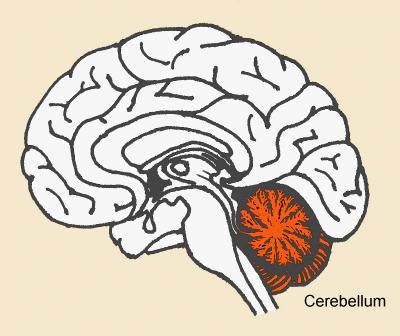 Cerebellum Controls motor coordination and balance. Contains 50% of the brains neurons.