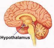 Hypothalamus Hypothalamus acts as the main control center for the autonomic nervous system.