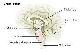 Midbrain Short section of brainstem between the