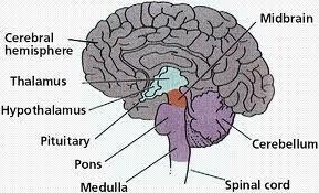 Pons contains bundles of axons traveling between the cerebellum and rest of CNS.