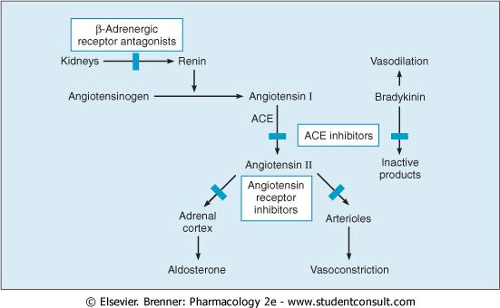 Angiotensin inhibitors 1. ACE inhibitors 2. Angiotensin receptor inhibitors Renin secretion induced by: 1-Symp.