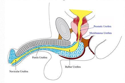 Urethra: Anterior vs.