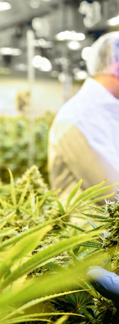 16 Pioneering treatment options: How medical cannabis improves patients lives Though not without its critics, medical cannabis has been used as a therapy of last resort.