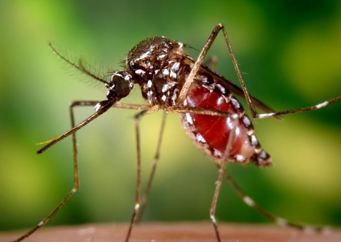 Female Aedes aegypti mosquito, CDC II: DENGUE Dengue fever is a mosquito-borne disease in the flavivirus genus of the Flaviviridae family 18-20.