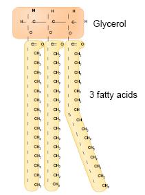 Triglyceride Body fat