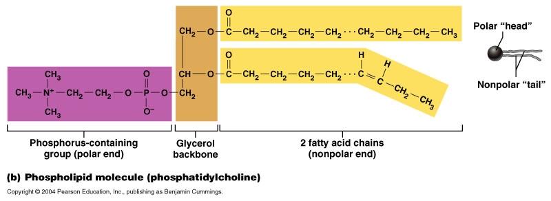Phospholipid Phospholipids are the building blocks of a cellular membrane.