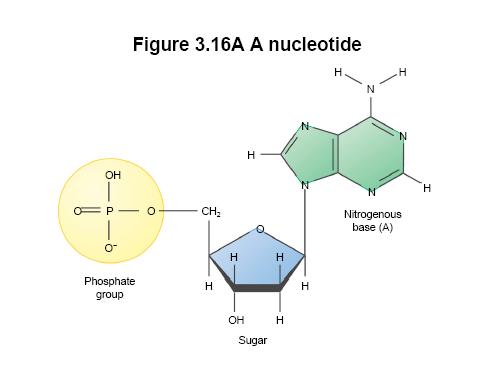 N, and P atoms ² Only two types of polymers: DNA deoxyribonucleic acid RNA ribonucleic