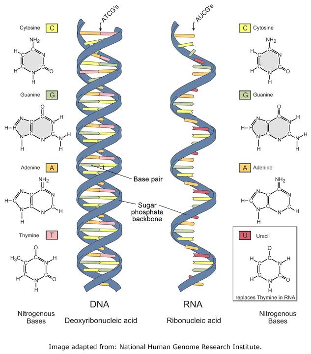 What is different about the sugars in a nucleotide found in RNA versus in DNA? A nucleotide found in RNA has the sugar ribose. A nucleotide found in DNA has the sugar deoxyribose.