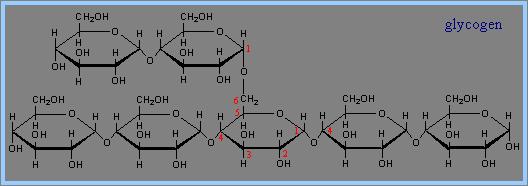 Glycogen: an animal polysaccharide Storage Polysaccharides Glycogen storage