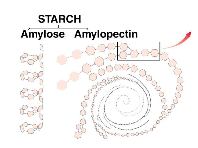 Polysaccharides α glucose Polymers are helical Starch, glycogen β glucose Polymers are straight