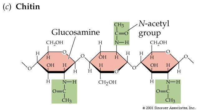 molecules Glycerol Glycerol favy acids three-carbon alcohol fagy acid with a
