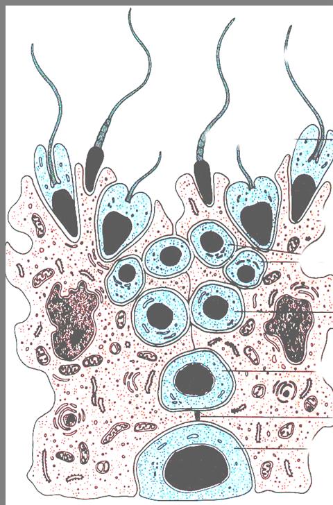 Sustentacular cell * enriched organelles *