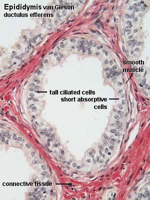 Efferent duct * connecting with rete testis * lining by a single layer of epithelial cells
