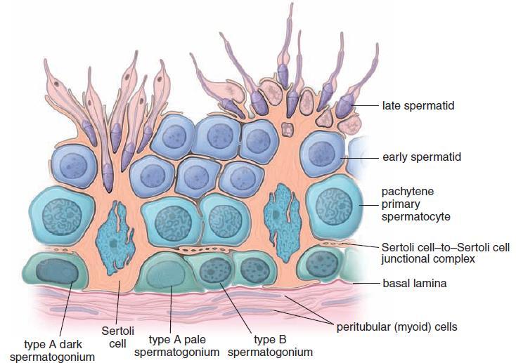 Schematic drawing of human seminiferous epithelium This drawing shows the relationship of the Sertoli cells to the