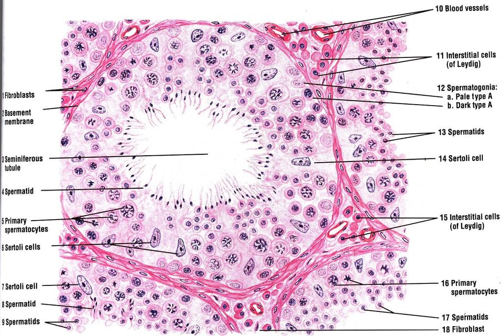 Spermatogenesis in