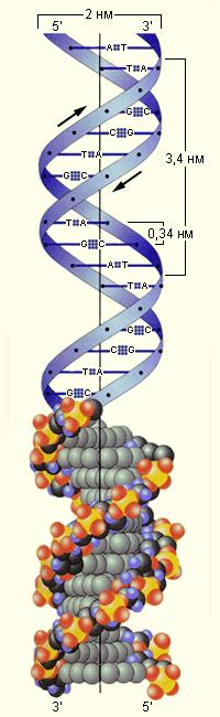 The DNA molecule takes the form of a double helix. The sides of the chain are strands of alternating sugar and phosphate groups.