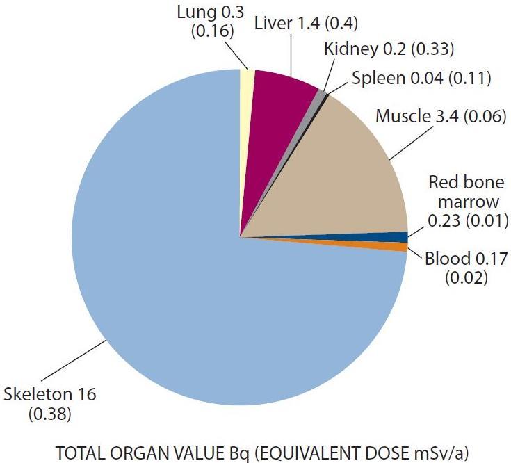 Distribution of polonium-210 in human body organs after