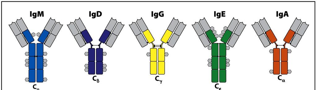 Classes of Antibodies IgM: first antibody made, good Complement fixation IgG: good at opsonizing,