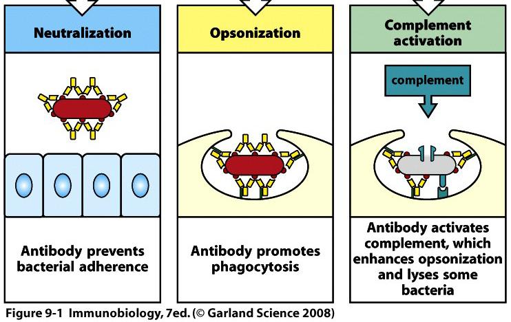 How antibodies