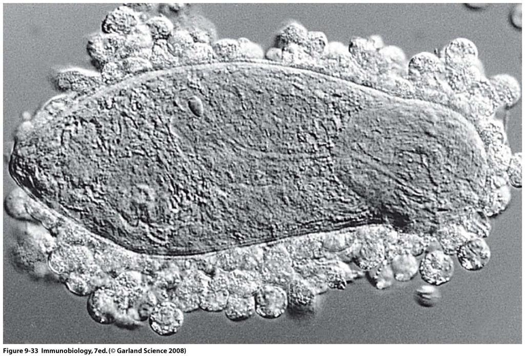 Eosinophils attacking parasite larva