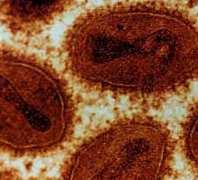 small pox virus with several covering layers