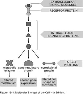 Paracrine signals Proteins, lipids that diffuse short distances Include