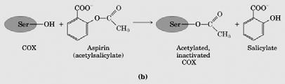 arachidonate [20: 4; ( 5,8,11,14 )] Family includes: Prostaglandins Leukotrienes Intermediates HPETE and HETE HPETE = hydro-peroxy-eicosa-tetra-enoic acid HETE =