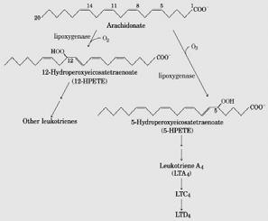 Leukotriene synthesis LINEAR PATHWAY Not inhibited by NSAIDs Leukotriene synthesis Lipoxygenases convert arachidonate to leukotrienes present in leukocytes, heart,