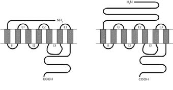 Prostanoid receptors General structure for eicosanoid receptors Prostanoids exert their actions via membrane receptors on the surface of target cells [Narumiya et al.