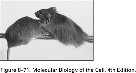 In a mouse lacking FGF5 (right), the hair is long compared with its heterozygous littermate (left).