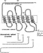 Cysteinyl-leukotriene antagonists in binding versus functional assays.