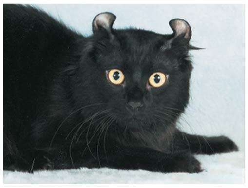 Figure 14.UN09 In 1981, a stray black cat with unusual rounded, curled-back ears was adopted by a family in California.