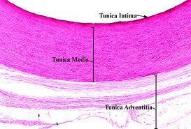 Three layers of the aortic wall Media composed