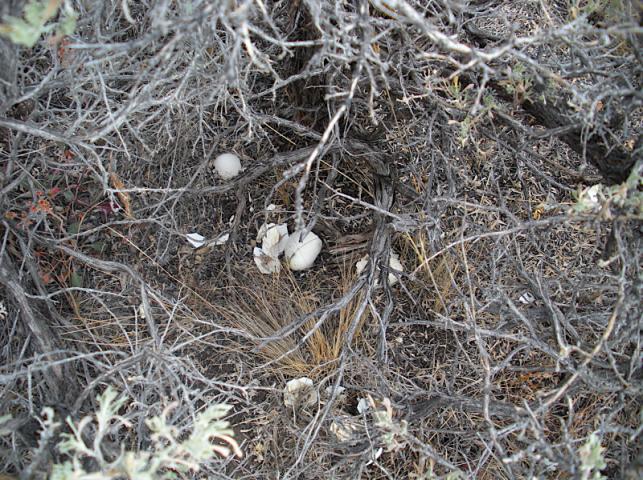 Figure 1. Depredated nest in Strawberry Valley. The suspected predators were ravens.