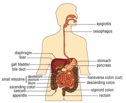 The Digestive System What s the point of the digestive system?