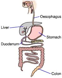 Bile and The Liver Bile is a chemical produced in the liver and stored in the gall bladder.