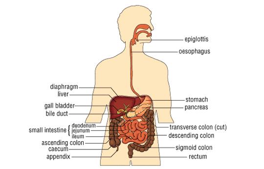 Bile is produced here Bile is stored here Excess water is absorbed here This organ mixes the food with hydrochloric acid to kill bacteria and also