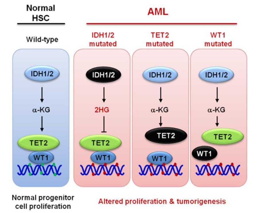 WT1 recruits TET2 to regulate its target gene expression and suppress leukemia