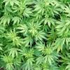 Marijuana Marijuana is a dry, shredded green and brown mix of leaves, flowers, stems, and seeds